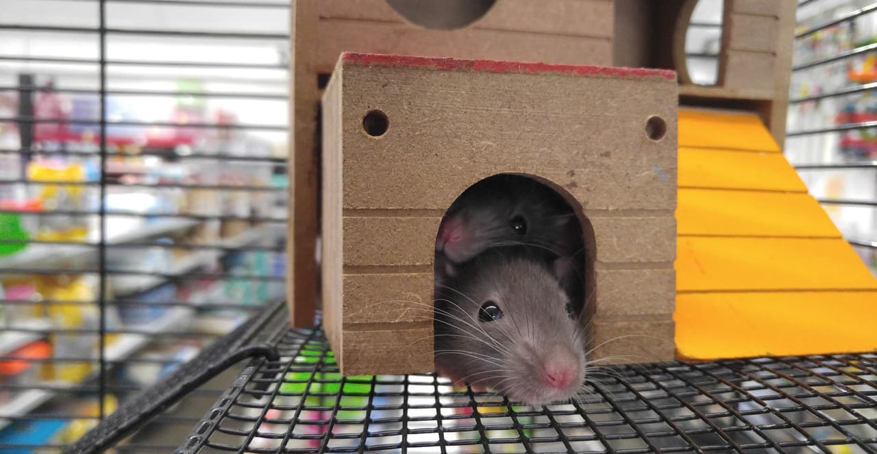 j ai vu une souris chez moi que faire